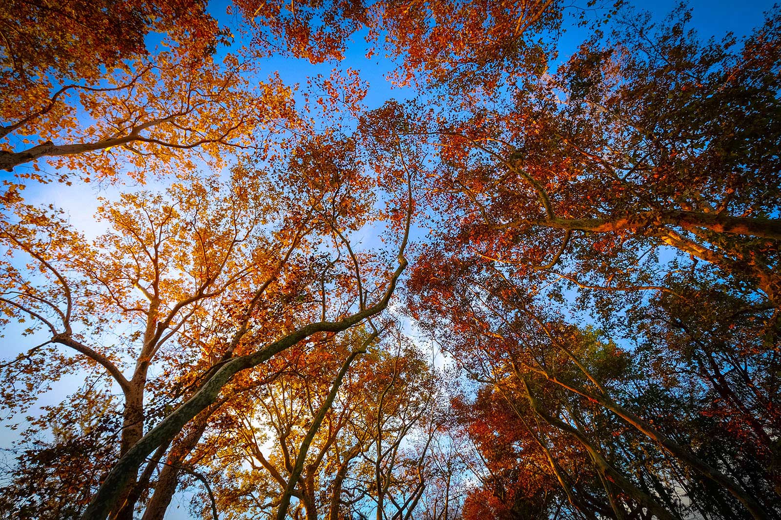 Maple forest treetops with the text Upstate New York's finest